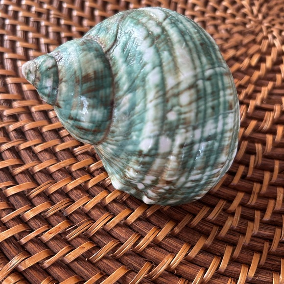 Two Jade Turbo Shells - Picture 5 of 5